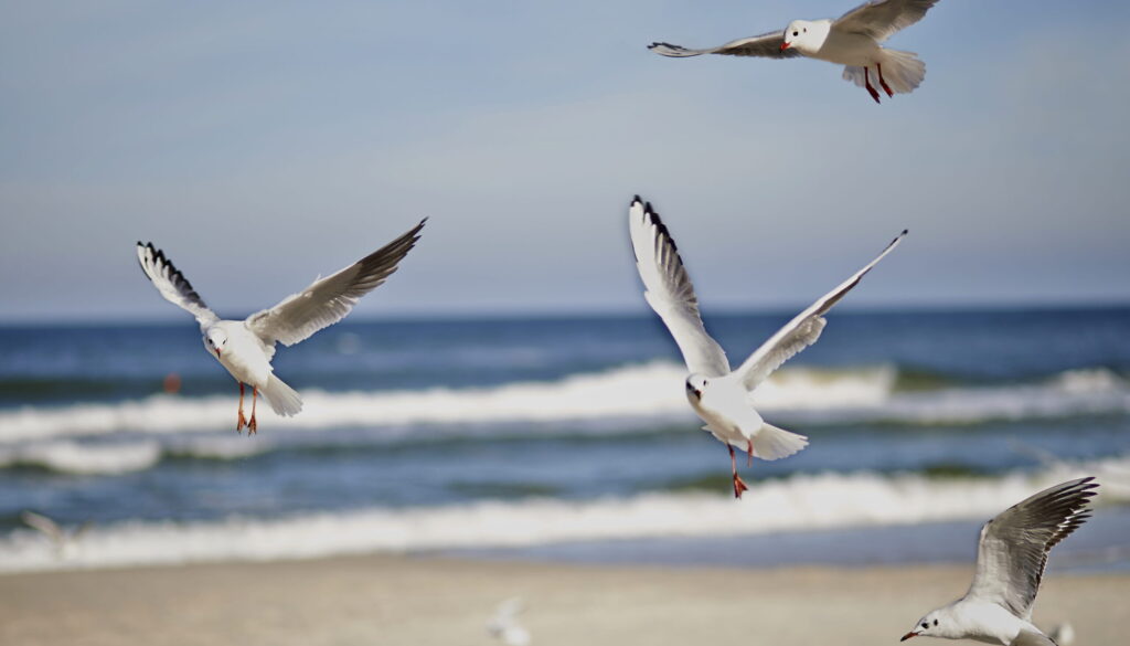 sonjakacala-gull-5152882 (1)