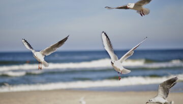 sonjakacala-gull-5152882 (1)