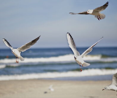 sonjakacala-gull-5152882 (1)