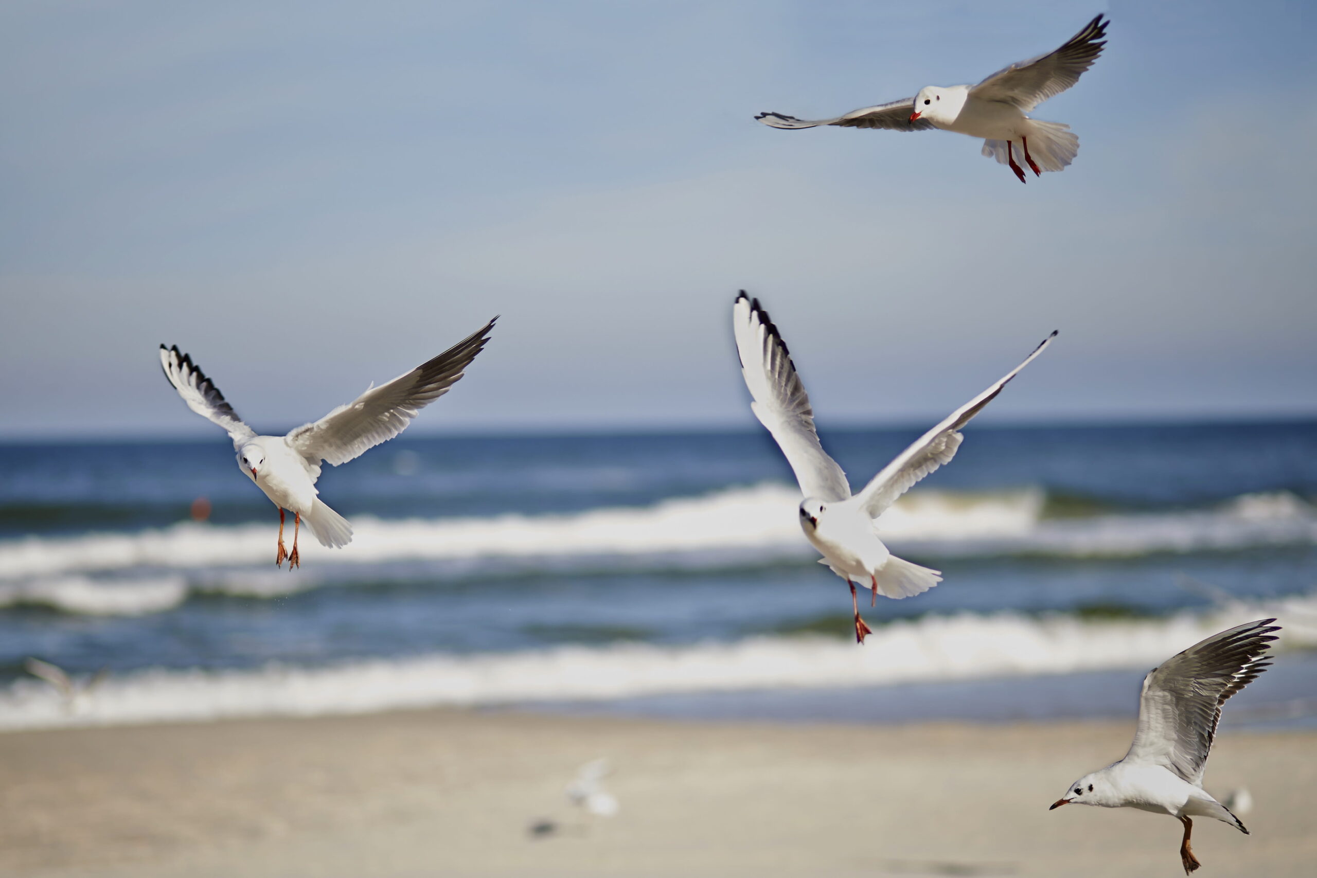sonjakacala-gull-5152882 (1)